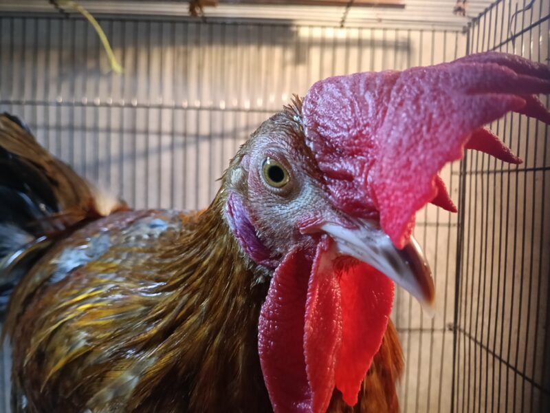 ഏഴുമാസം പ്രായമുള്ള പൂവൻ കോഴി വിൽപ്പനക്ക്