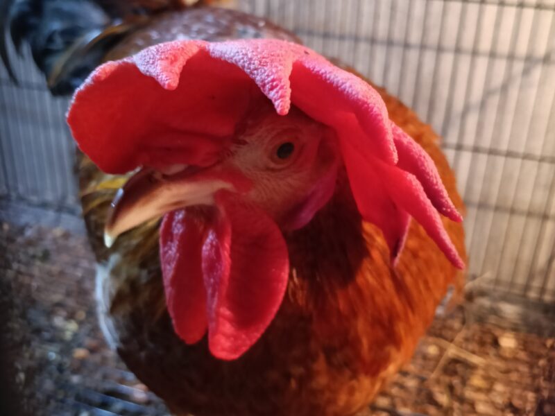 ഏഴുമാസം പ്രായമുള്ള പൂവൻ കോഴി വിൽപ്പനക്ക്