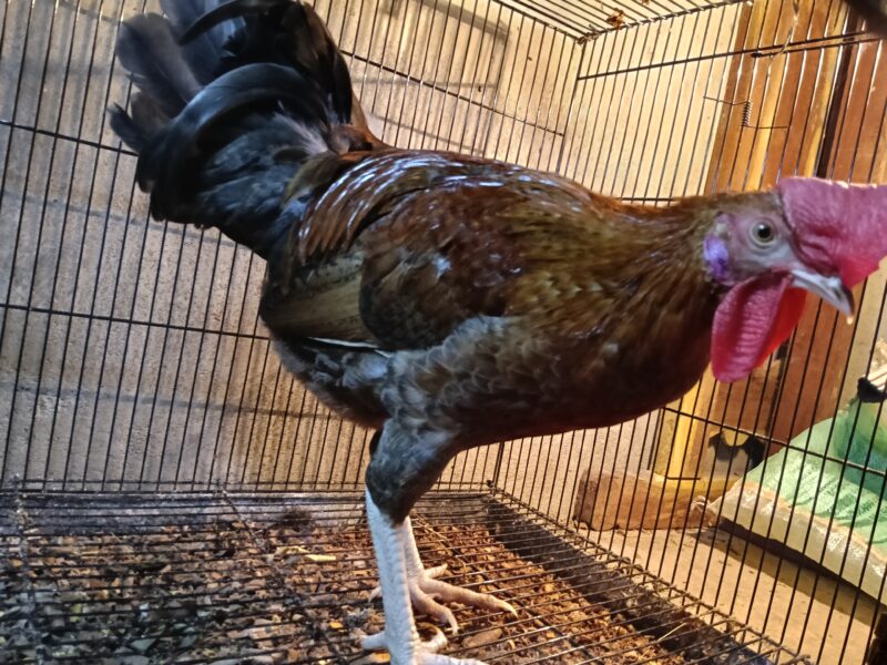 ഏഴുമാസം പ്രായമുള്ള പൂവൻ കോഴി വിൽപ്പനക്ക്