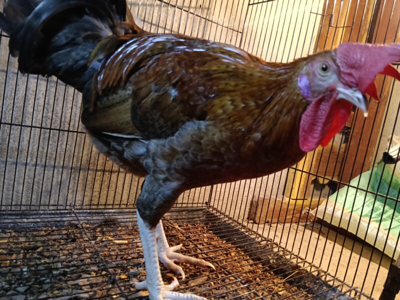 ഏഴുമാസം പ്രായമുള്ള പൂവൻ കോഴി വിൽപ്പനക്ക്