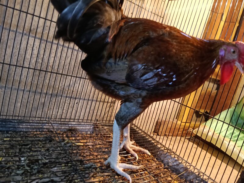 ഏഴുമാസം പ്രായമുള്ള പൂവൻ കോഴി വിൽപ്പനക്ക്