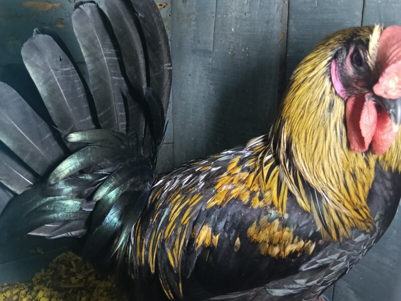 A cute cross bred rooster available for sale.