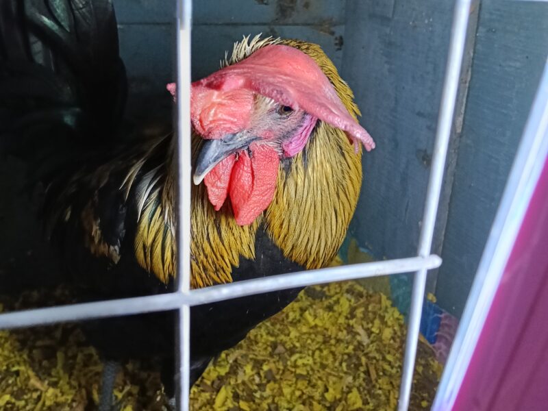 A cute cross bred rooster available for sale.