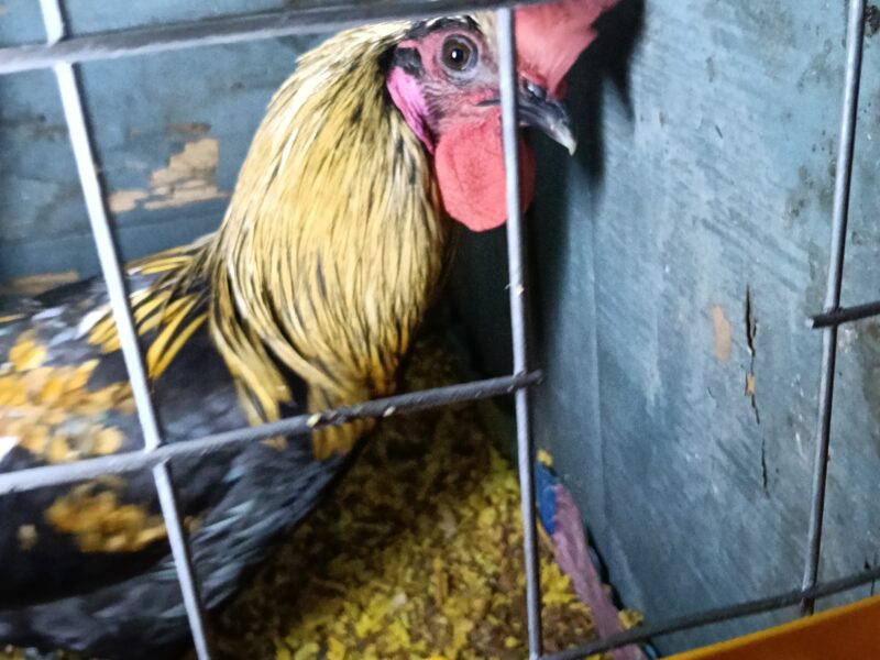 A cute cross bred rooster available for sale.