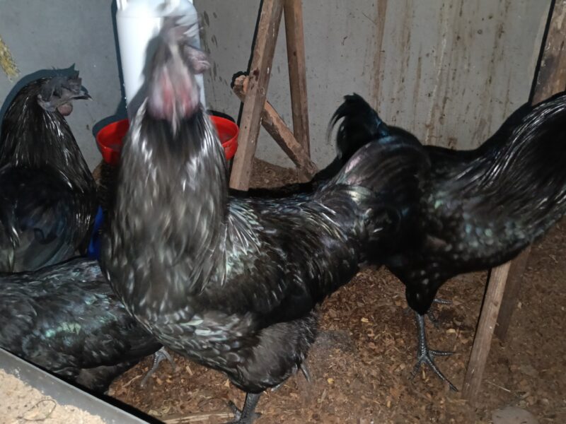 ഒറിജിനൽ പൂവൻ കരിങ്കോഴി വിൽപ്പനക്ക്