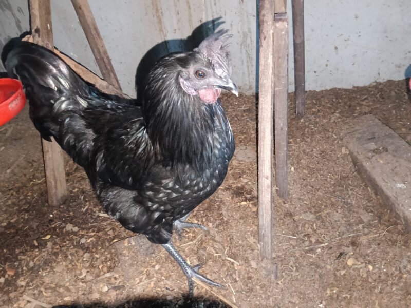 ഒറിജിനൽ പൂവൻ കരിങ്കോഴി വിൽപ്പനക്ക്