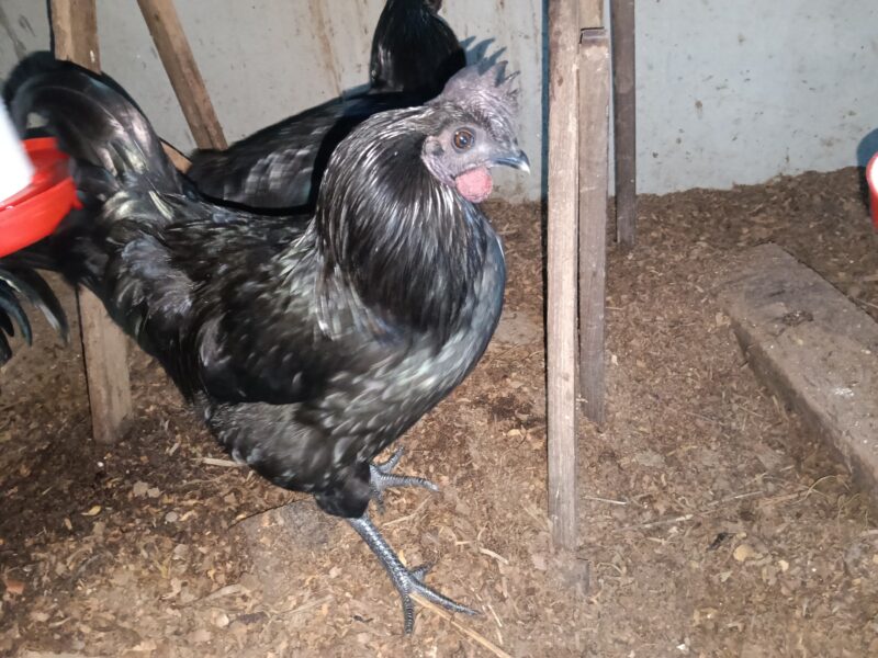 ഒറിജിനൽ പൂവൻ കരിങ്കോഴി വിൽപ്പനക്ക്