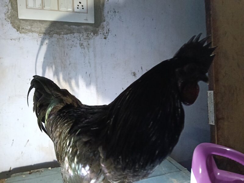 ഒറിജിനൽ പൂവൻ കരിങ്കോഴി വിൽപ്പനക്ക്