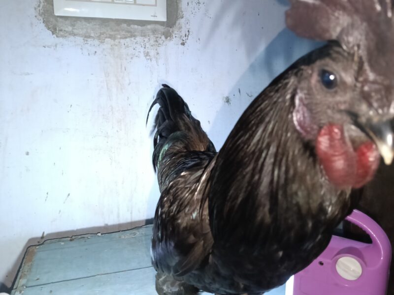 ഒറിജിനൽ പൂവൻ കരിങ്കോഴി വിൽപ്പനക്ക്