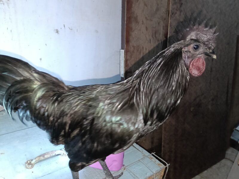 ഒറിജിനൽ പൂവൻ കരിങ്കോഴി വിൽപ്പനക്ക്