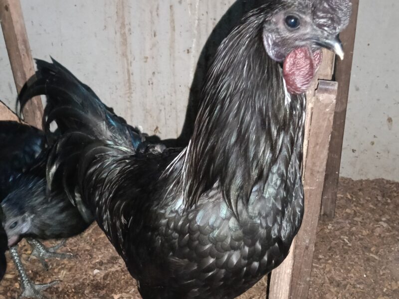 ഒറിജിനൽ പൂവൻ കരിങ്കോഴി വിൽപ്പനക്ക്