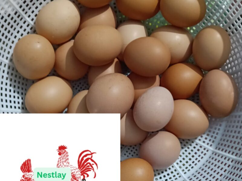 Fresh & Healthy Home cared eggs for sale!-