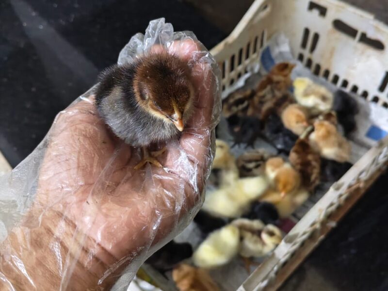 വിരിഞ്ഞ ഉടനെയുള്ള കോഴി കുഞ്ഞുങ്ങൾ വിൽപ്പനക്ക്.