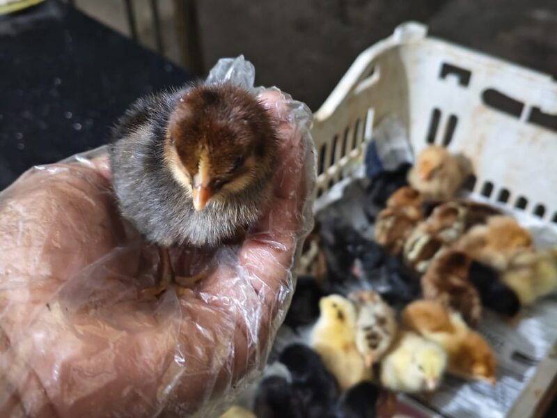 വിരിഞ്ഞ ഉടനെയുള്ള കോഴി കുഞ്ഞുങ്ങൾ വിൽപ്പനക്ക്.